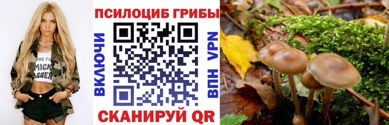 купить закладку  Бодайбо  Псилоцибиновые грибы GOLDEN TEACHER 